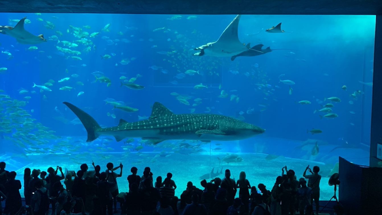 【沖繩數位游牧】美麗海水族館，來見2個世界之最-鯨鯊&鬼蝠魟(3)