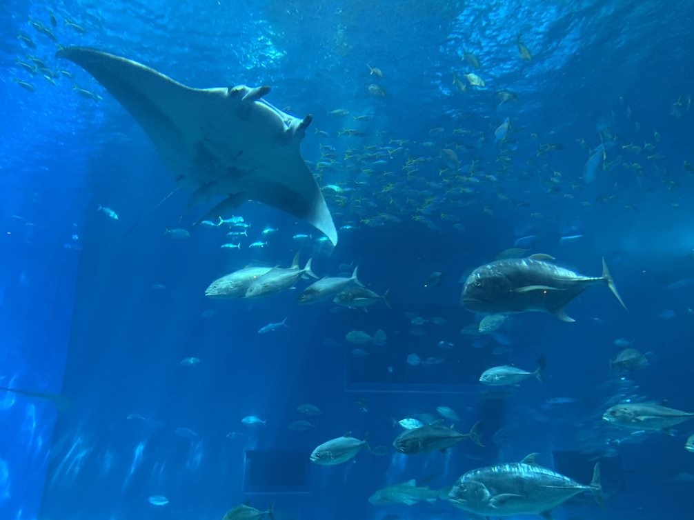 【沖繩數位游牧】美麗海水族館，來見2個世界之最-鯨鯊&鬼蝠魟(4)