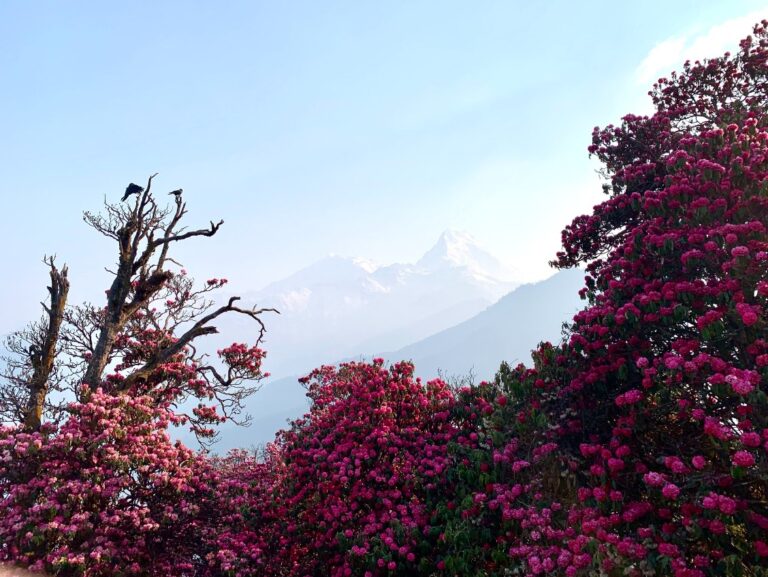 尼泊爾ABC+Poon Hill九日健行(安娜普納基地營)：Day2我願是滿山的杜鵑，只為一次無憾的春天(1)