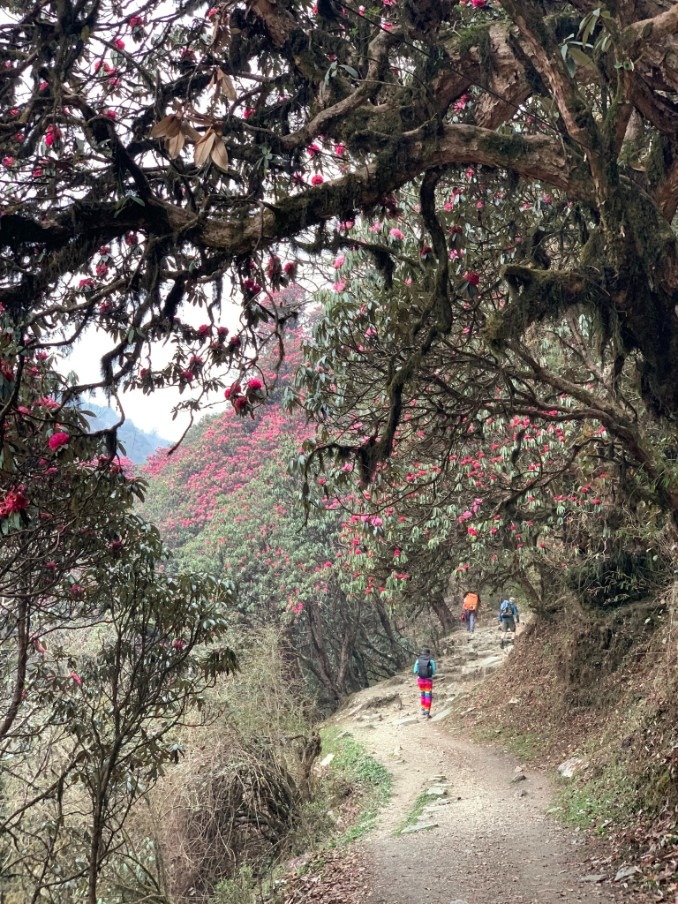 尼泊爾ABC+Poon Hill九日健行(安娜普納基地營)：Day2我願是滿山的杜鵑，只為一次無憾的春天(5)